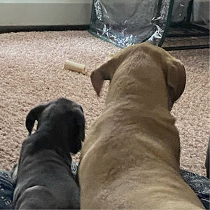 Meet your Posher, Jaydyn